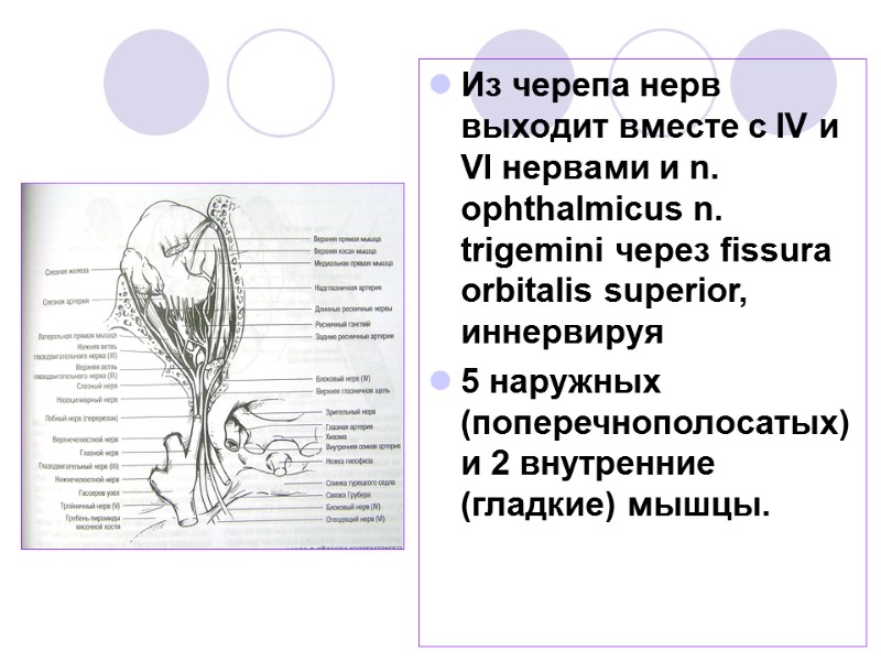 Из черепа нерв выходит вместе с IV и VI нервами и n. ophthalmicus n.